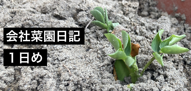 会社菜園日記 １日め