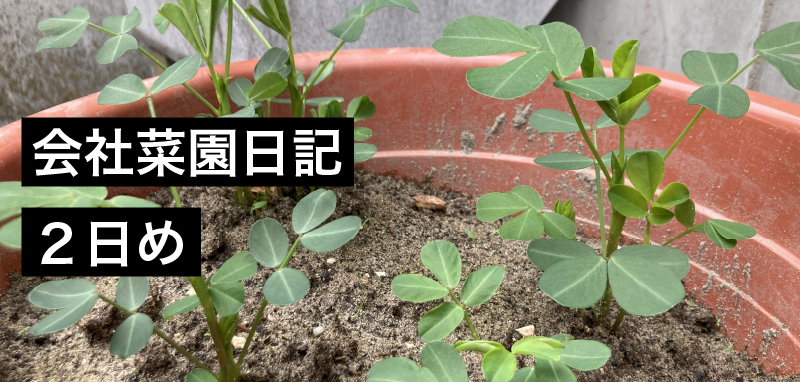 会社菜園日記 ２日め