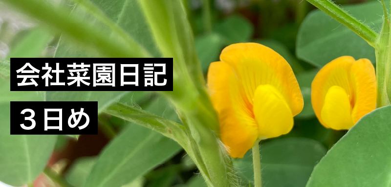 会社菜園日記 ３日め